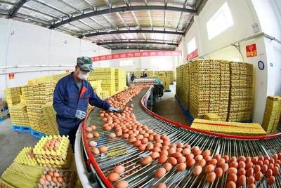 甘肃武威市天祝县 全力打造农产品品牌体系 促进农产品销售